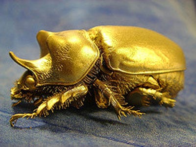 a gold bug